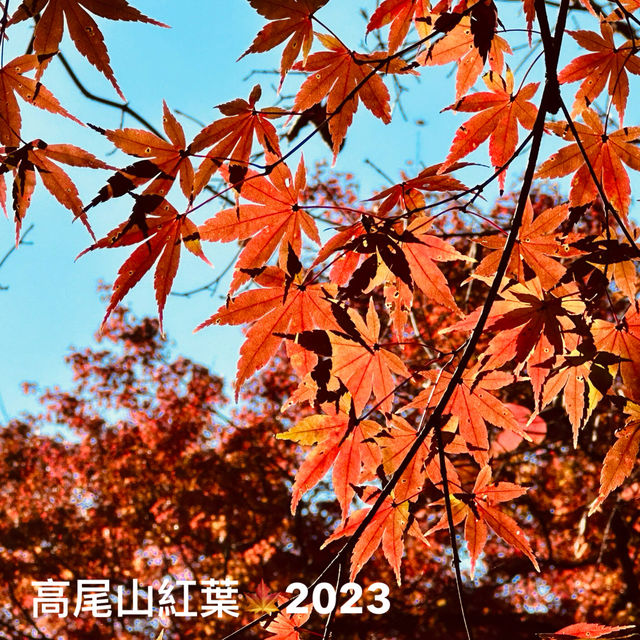 東京紅葉實況