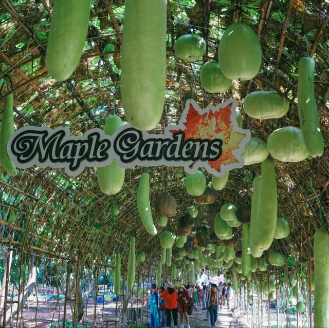  Maple Gardens สวนเมเปิ้ล สวนดอกไม้กาญจนบุรี  
