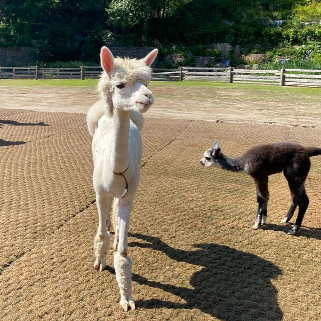 Alpaca? Alpaca