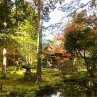 京都の美しいお庭が堪能できる【三千院】