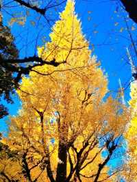 BEEN THERE, DONE THAT, AUTUMN IN JAPAN