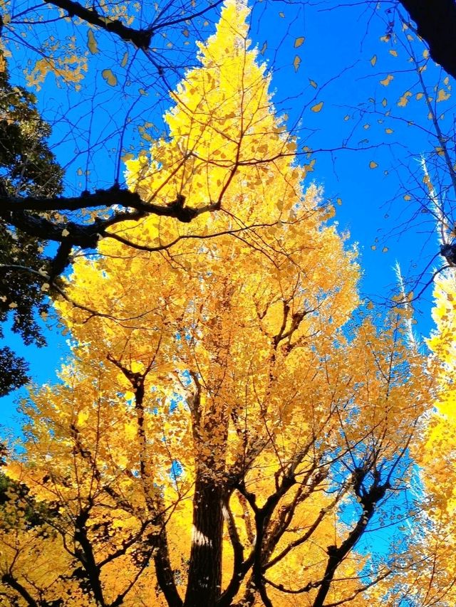 BEEN THERE, DONE THAT, AUTUMN IN JAPAN