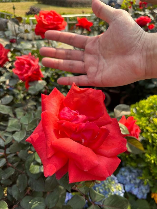 2023年香港花卉展有好多靚靚繡球花！