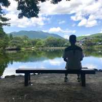 金鱗湖欣賞由布岳、湖泊、水上鳥居美麗景色