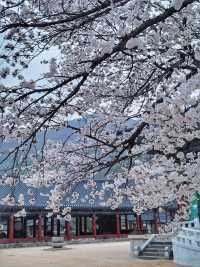 청도 운문사의 봄은 아름답다🌸