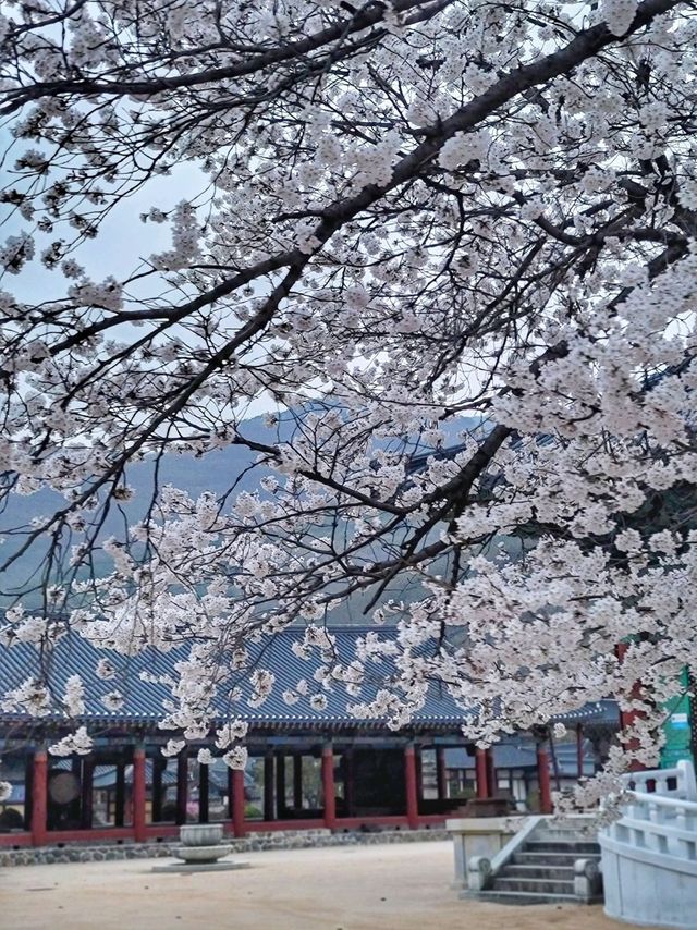 청도 운문사의 봄은 아름답다🌸