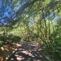 Mount Coot-Tha