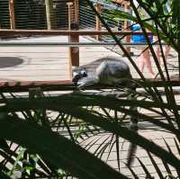Currumbin Wildlufe Sanctuary 