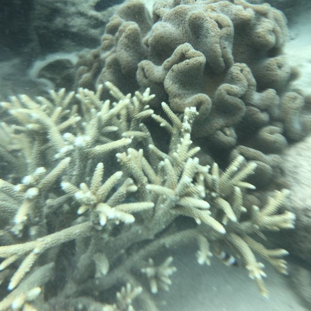 【ケアンズ🇦🇺】砂だけで出来た島"ミコマスケイ"