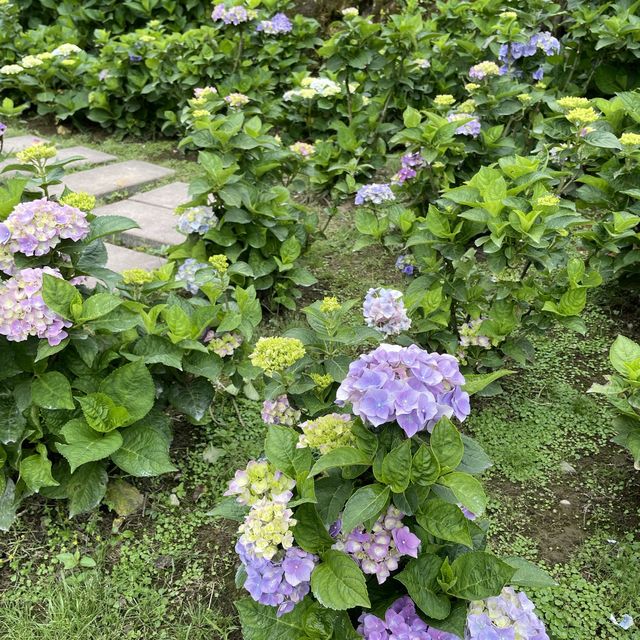 台北陽明山-繡球花園