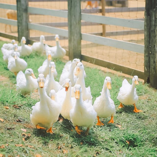 【千葉】夏休みの期間中、いつでもヒマワリが見れちゃう！？「成田ゆめ牧場」で素敵な夏の思い出を作り✨