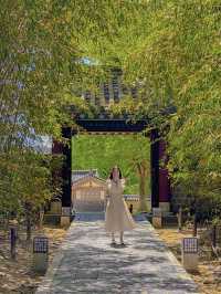 울창한 대나무숲 포토존이 유명한 전주 핫플!🍃🎋