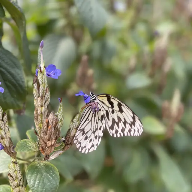 【由布島 蝶々天国】