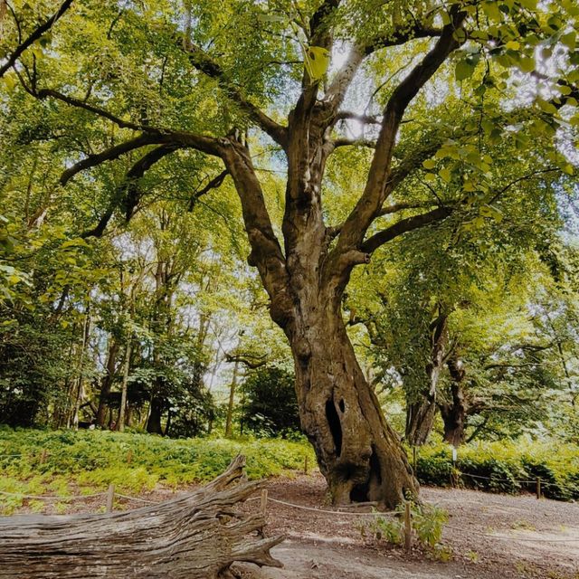 The Pergola and Hill Garden, London