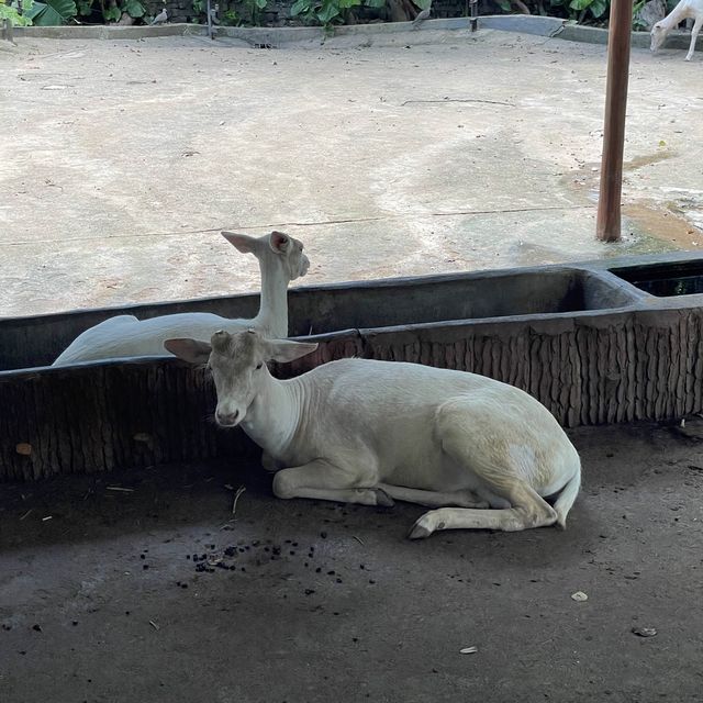 中國深圳｜野生動物園親親長頸鹿🦒小香豬🐷