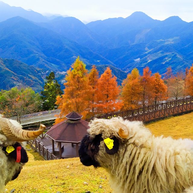 台灣的小瑞士～清境農場