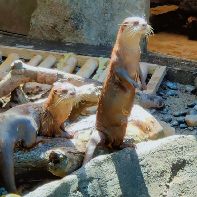 台北必去景點-台北巿立動物園