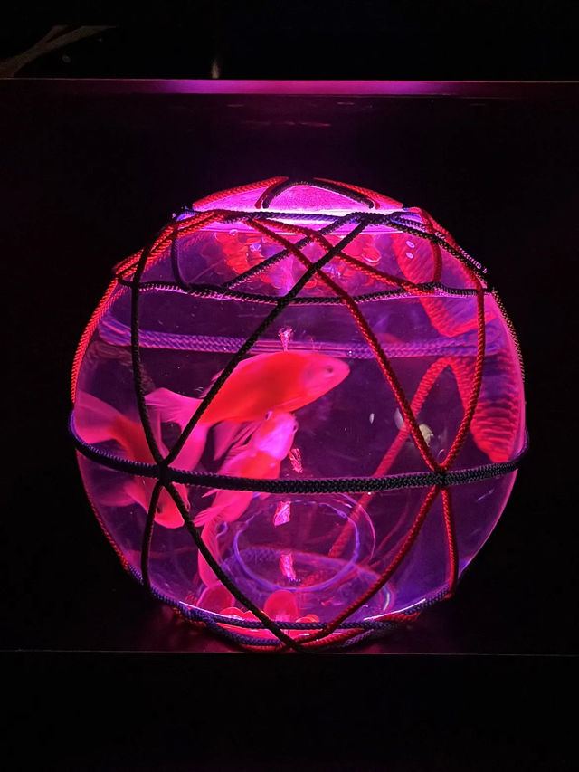 アートアクアリウム美術館