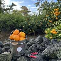 済州島でみかん狩り体験がオススメ！