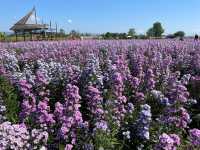 สวนดอกไม้ป้านกเอี้ยง แม่ริม เชียงใหม่