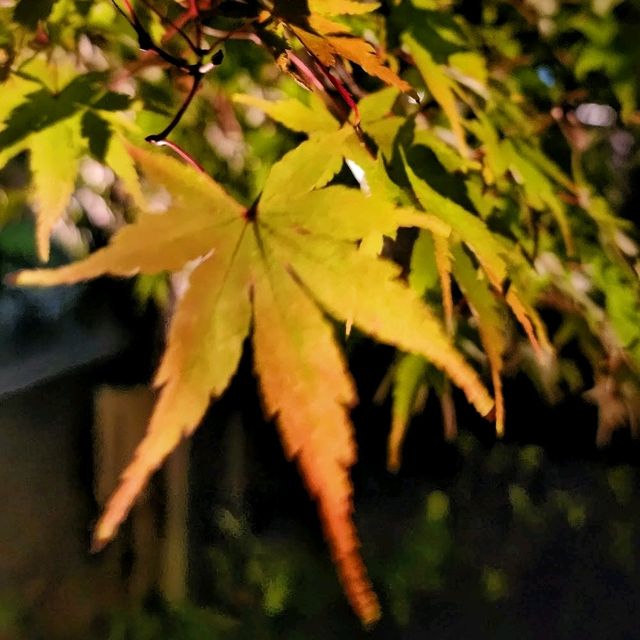 Autumn Night Illumination of the Kiyomizu-dera