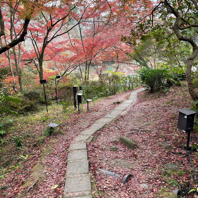 推薦御船山樂園賞楓遊：優惠晚上入場，適合秋天晚上賞楓