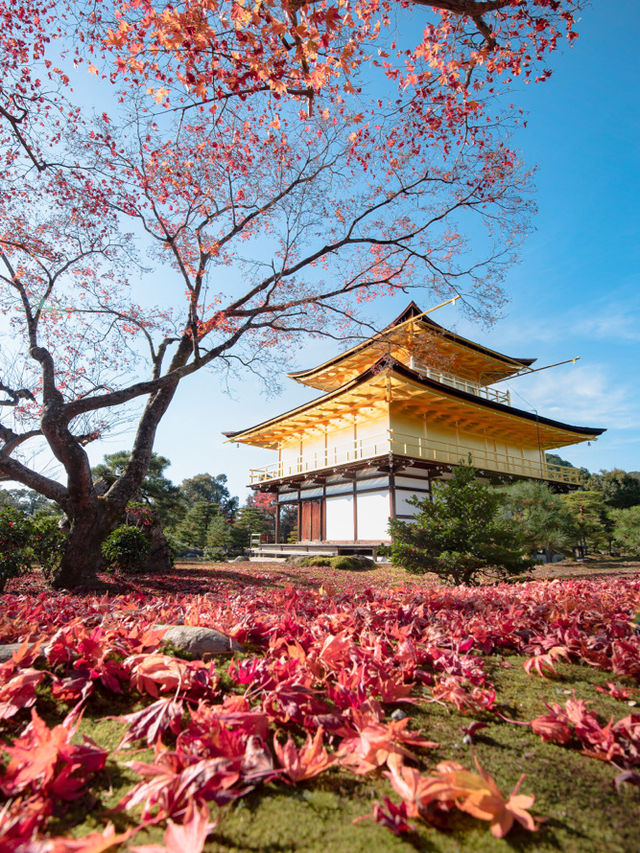 【まだ紅葉が物足りない！🍁】12月に見ることができる紅葉スポット紹介！全国編！🗺️