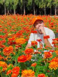 🧡❤️ ทุ่งดอกบานชื่น บานเต็มที่แล้วครับ 🌹 