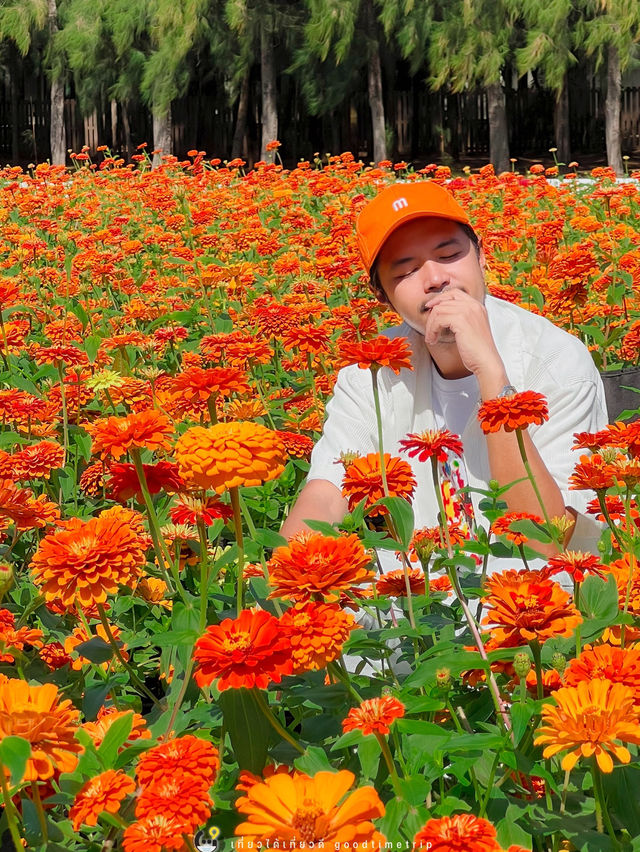🧡❤️ ทุ่งดอกบานชื่น บานเต็มที่แล้วครับ 🌹 