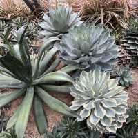 深圳仙湖植物園，愛花人士必到景點