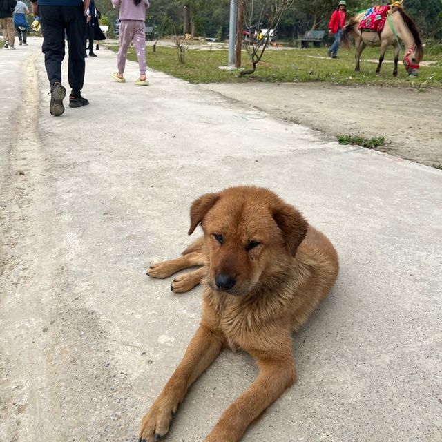 Thác Bản Giốc