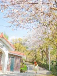 산산수유에 벚꽃까지 만나는 구례 하위마을🌼