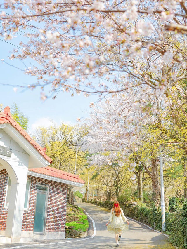 산산수유에 벚꽃까지 만나는 구례 하위마을🌼