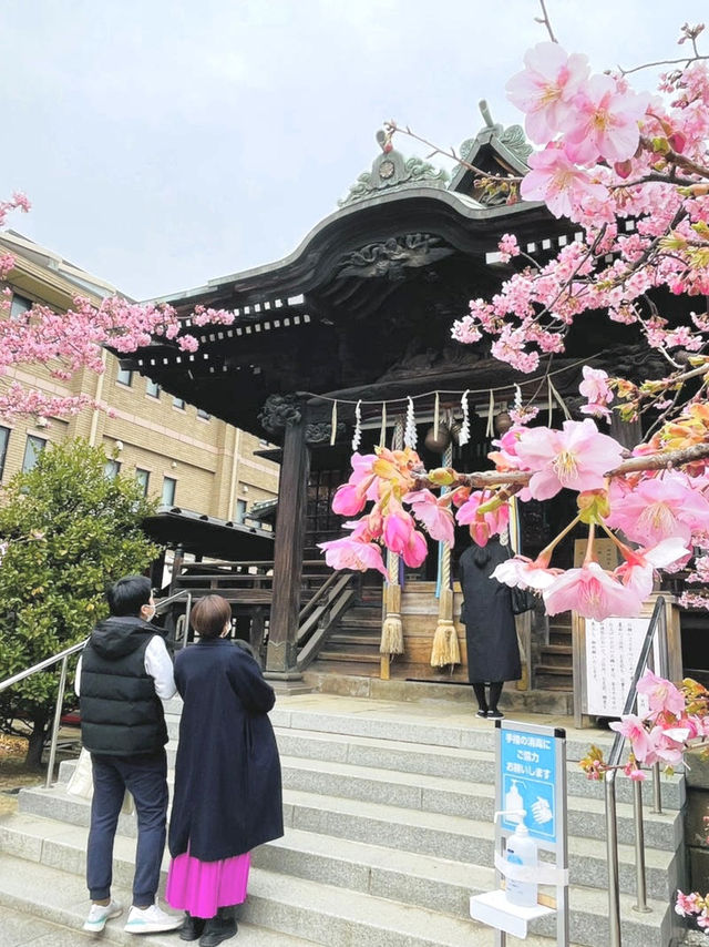 【桜神宮/東京都】満開の河津桜