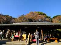 【東京】新宿御苑：櫻花＆楓葉大爆炸，門票美食交通一網打盡