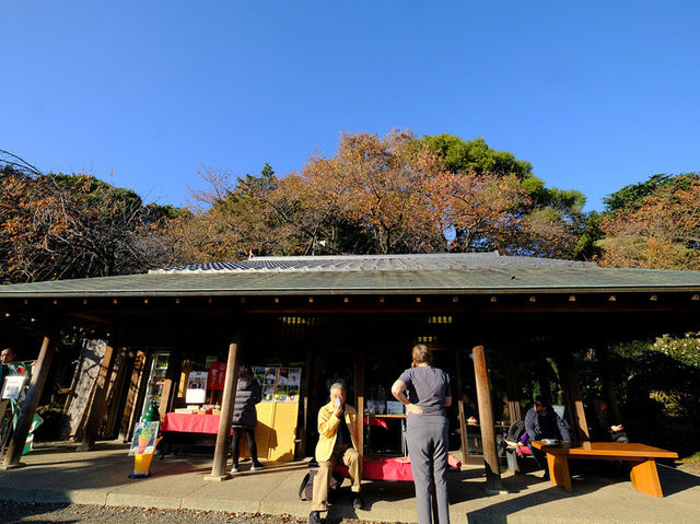 【東京】新宿御苑：櫻花＆楓葉大爆炸，門票美食交通一網打盡