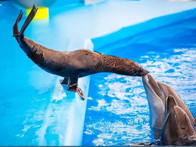 Dolphinarium Pattaya 