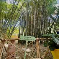 《摩洛哥-YSL秘密花園Jardin Majorelle 》
