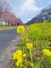 【埼玉】絶景!!桜トンネルをお散歩🤍今なら菜の花＆梅のトリプルお花見も🌸ヤギさんもいるよ🐐 