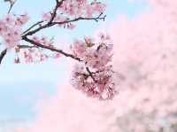 松田山ハーブガーデンで富士山と桜を🌸
