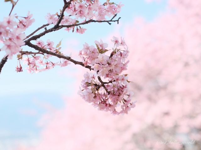 松田山ハーブガーデンで富士山と桜を🌸