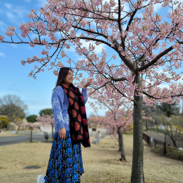 兵庫淡路島春之櫻祭🌸