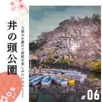 🌸必見！都内の夜桜攻略！🌸