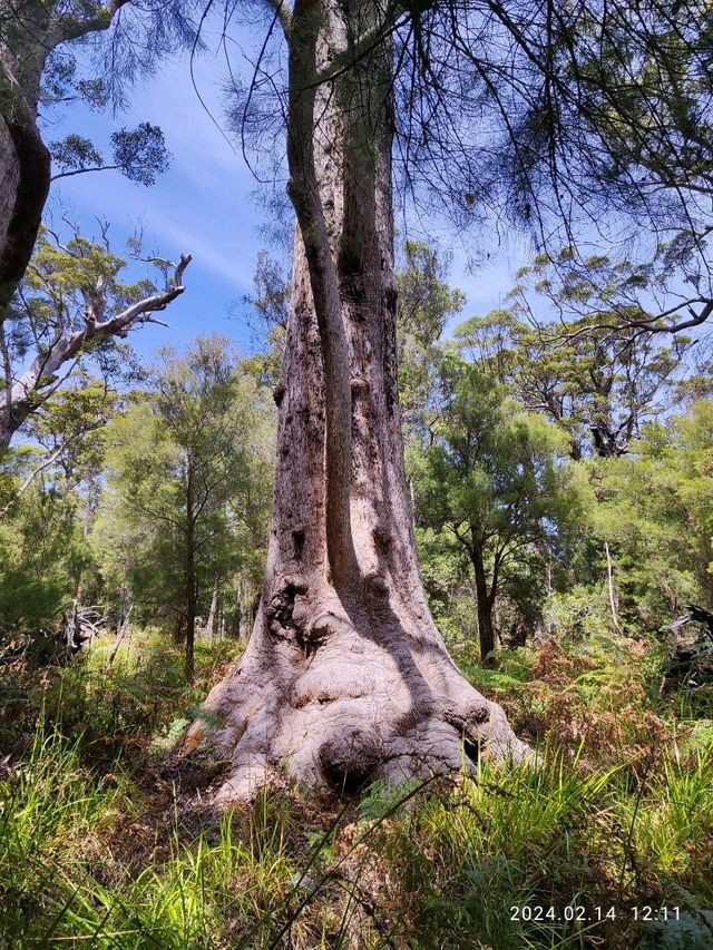 來去Tree Top