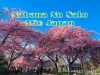 เที่ยวซากุระที่ Nabana no sato💗🌸🌸