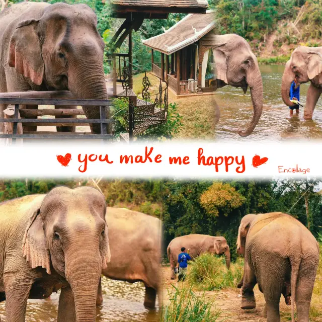 【布吉】查龍大象營：親身體驗大自然與大象互動，感受與自然共處之樂