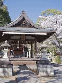 【京都×桜】本当は教えたくない🙅ガイドブックにも載らない穴場の桜スポット🌸