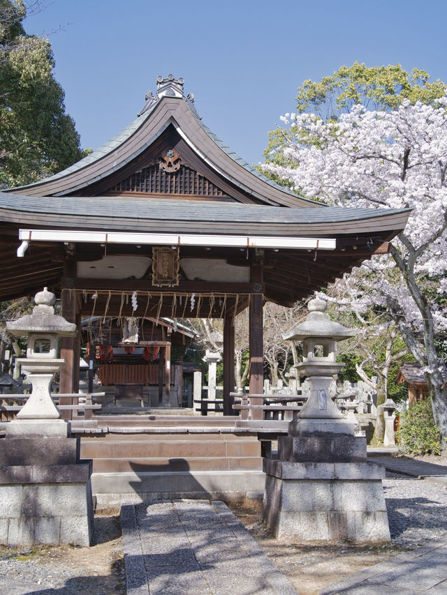 【京都×桜】本当は教えたくない🙅ガイドブックにも載らない穴場の桜スポット🌸
