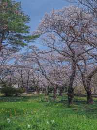 【東京のお花見スポットの定番】春の小花×桜が美しい昭和記念公園