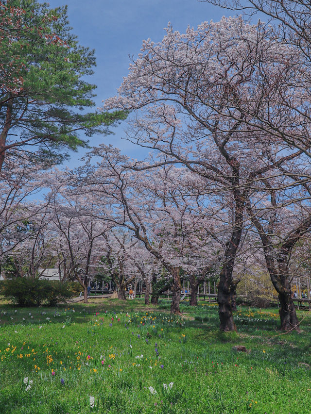 【東京のお花見スポットの定番】春の小花×桜が美しい昭和記念公園